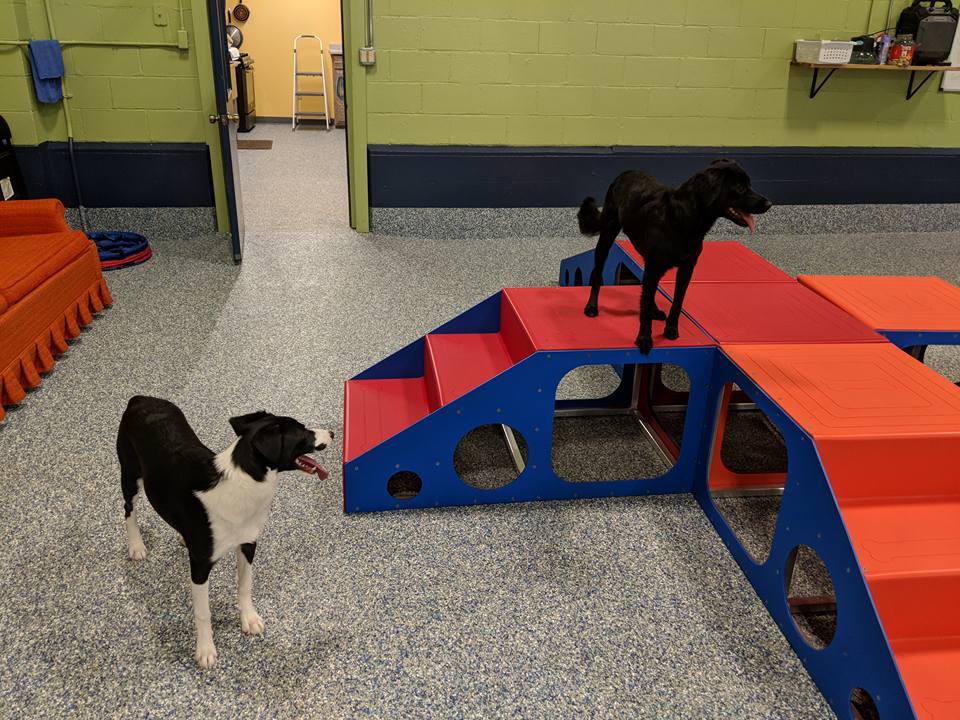 two dogs at daycare