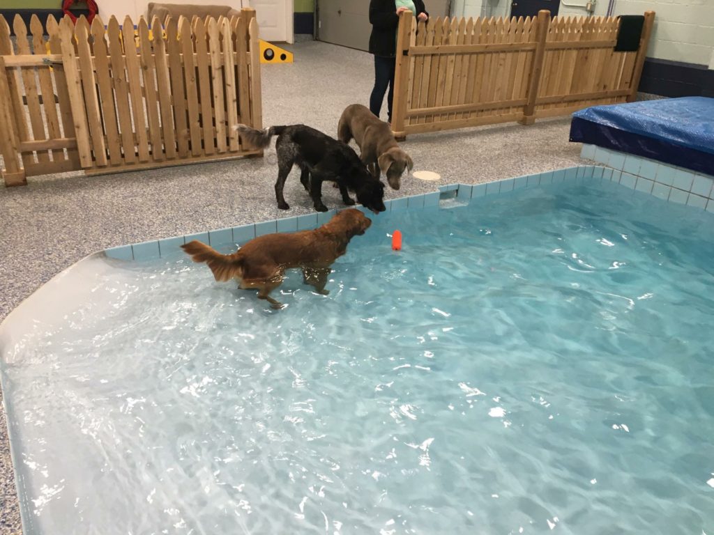 three dogs in pool