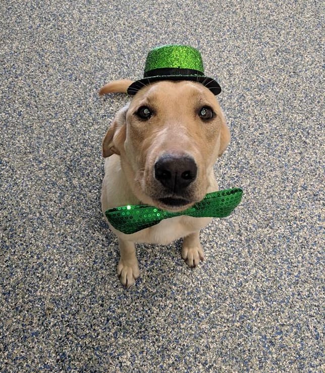 dog in green hat