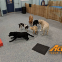 Project Profile: Extended Pawsibilities for Synthetic Flooring at Dick’s Doghouse
