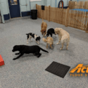 Extended Pawsibilities for Synthetic Flooring at Dick’s Doghouse