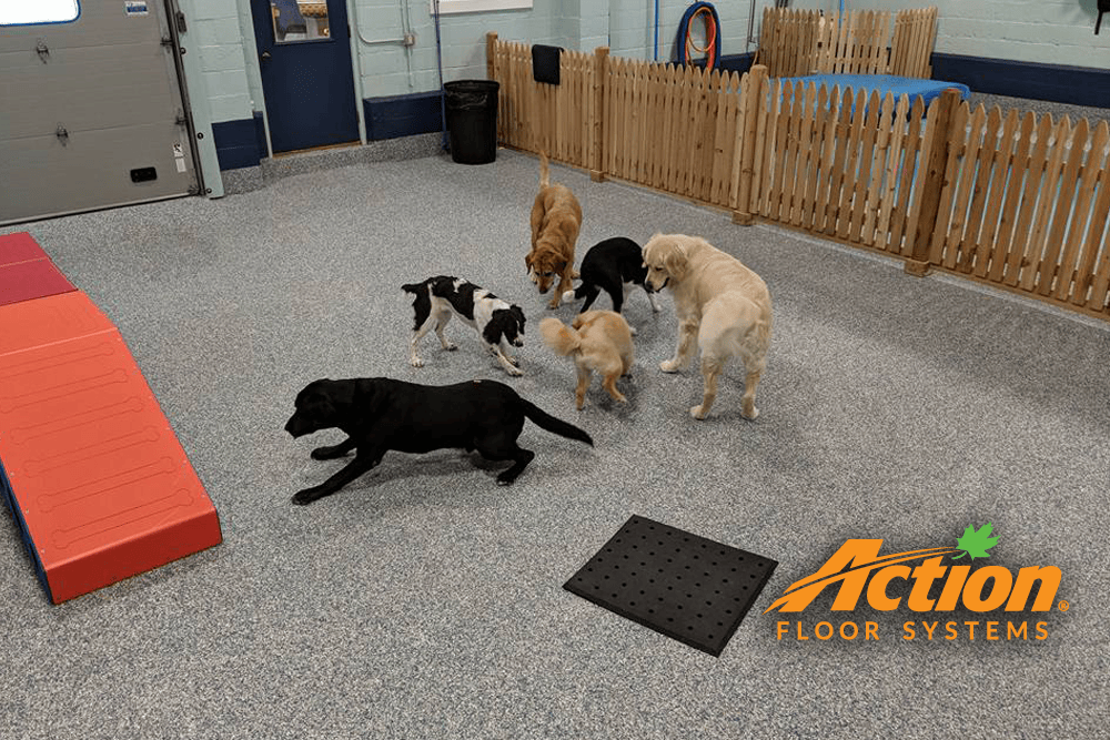 dogs at doggy daycare