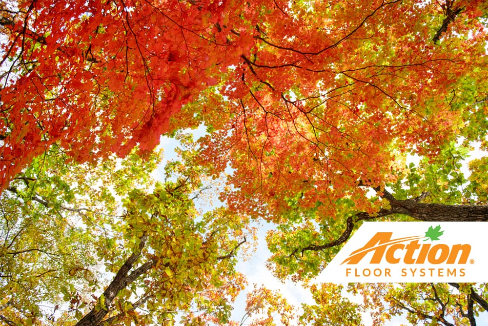 Hardwood trees natural resources in a sustainable forest