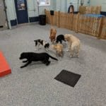 Dick’s Doghouse